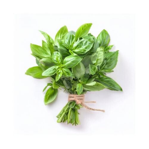 Albahaca