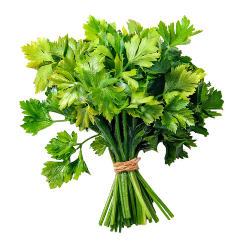 Cilantro