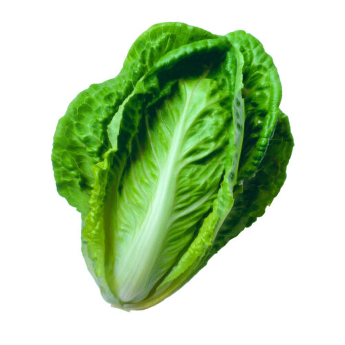 Lechuga Costina