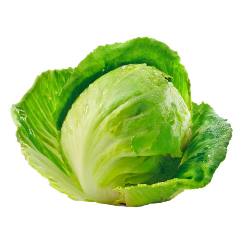 Lechuga Escarola