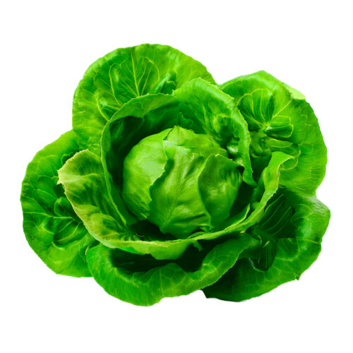 Lechuga Española