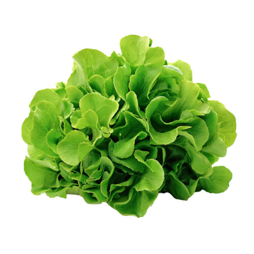 Lechuga Lolo Verde