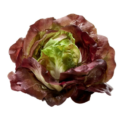 Lechuga Lolo Morada