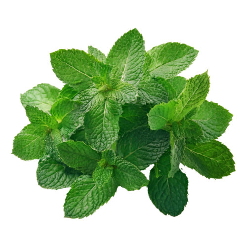 Menta